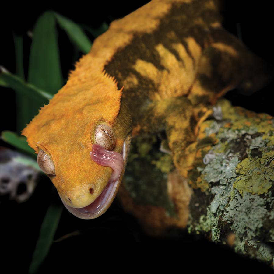 Crested Gecko